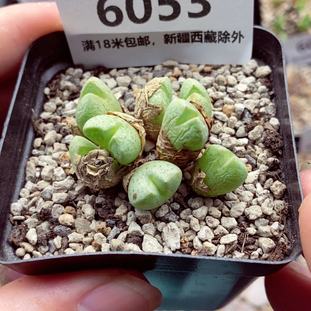 6053。