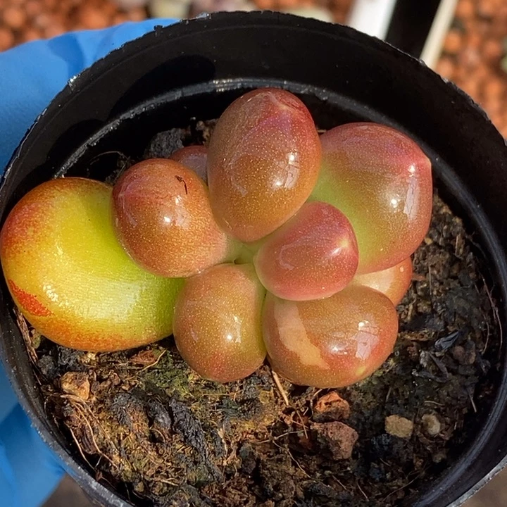 快**年正版潘朵拉锦多肉植物