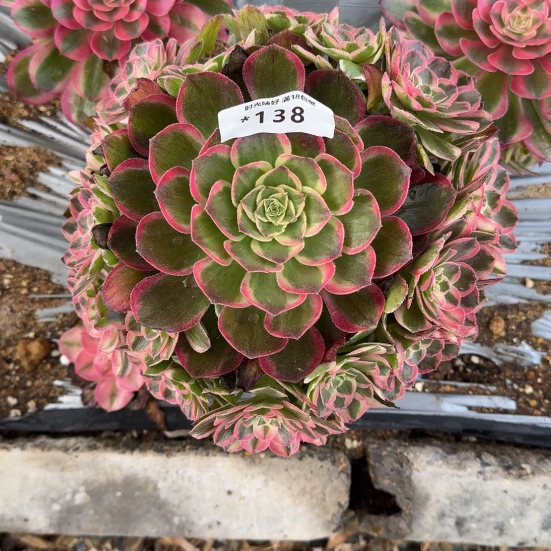 138玉芙蓉多肉植物