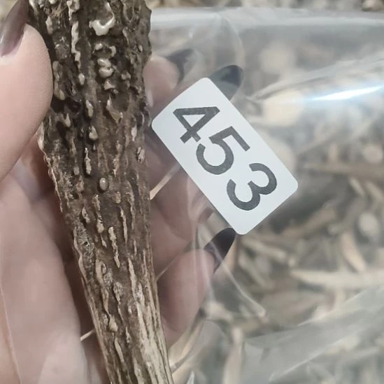 小***龙鹿角鹿角鹿角鹿角鹿角鹿角