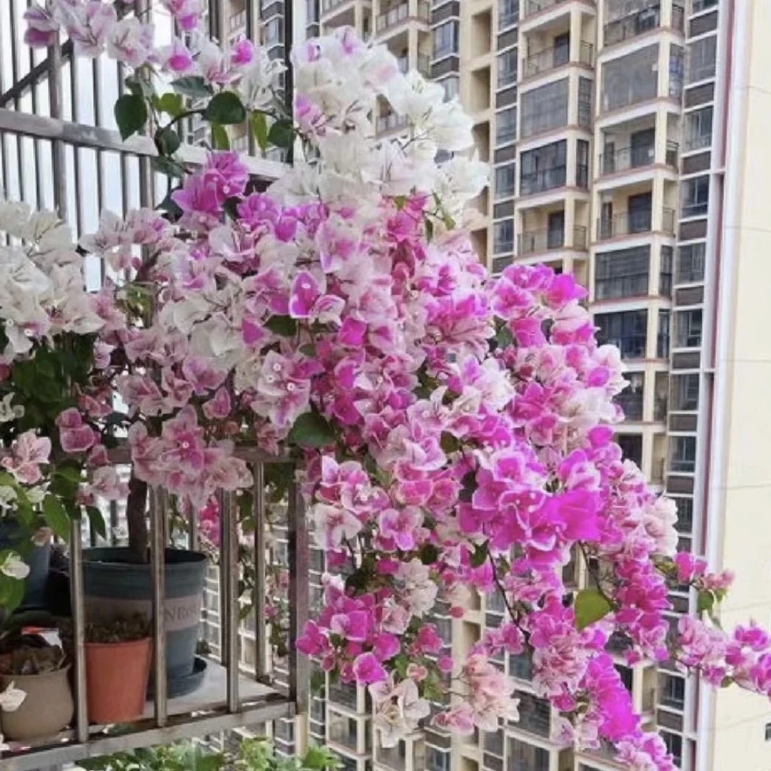 高飘带花 百变红樱 7年飘 三角梅品牌精品 四季开花
