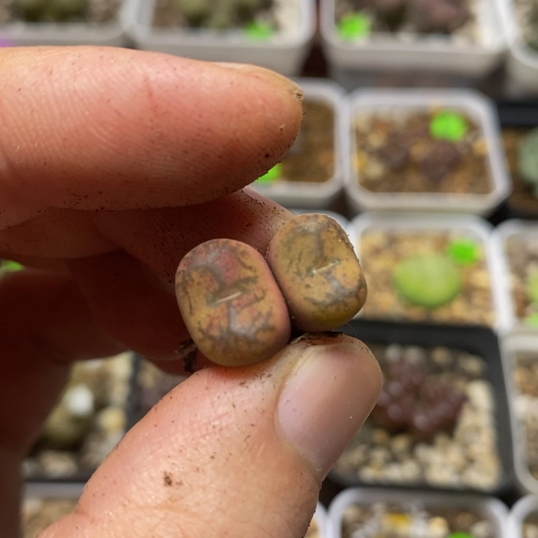 厚皮杂交多肉植物163