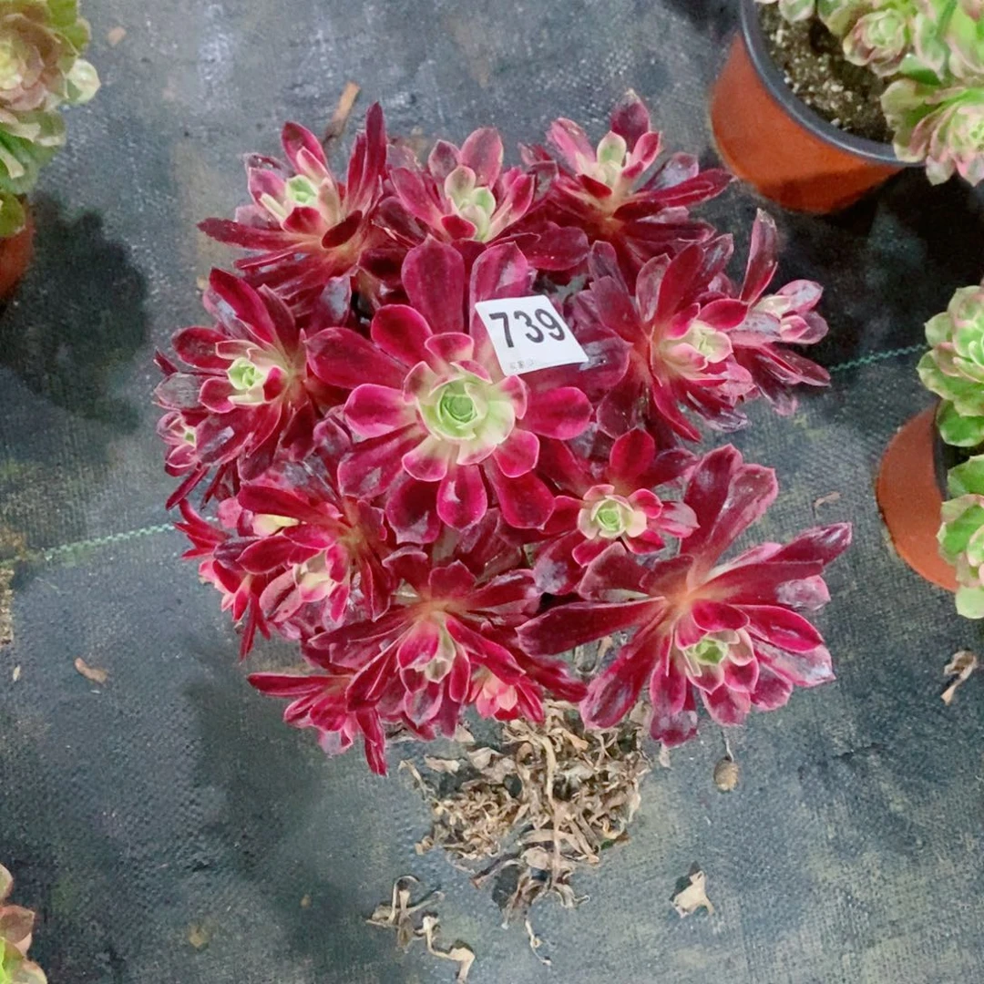 纵*白婚纱739多肉1111有一个短枝