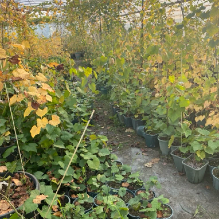 1加仑红宝石大苗1米以上苗