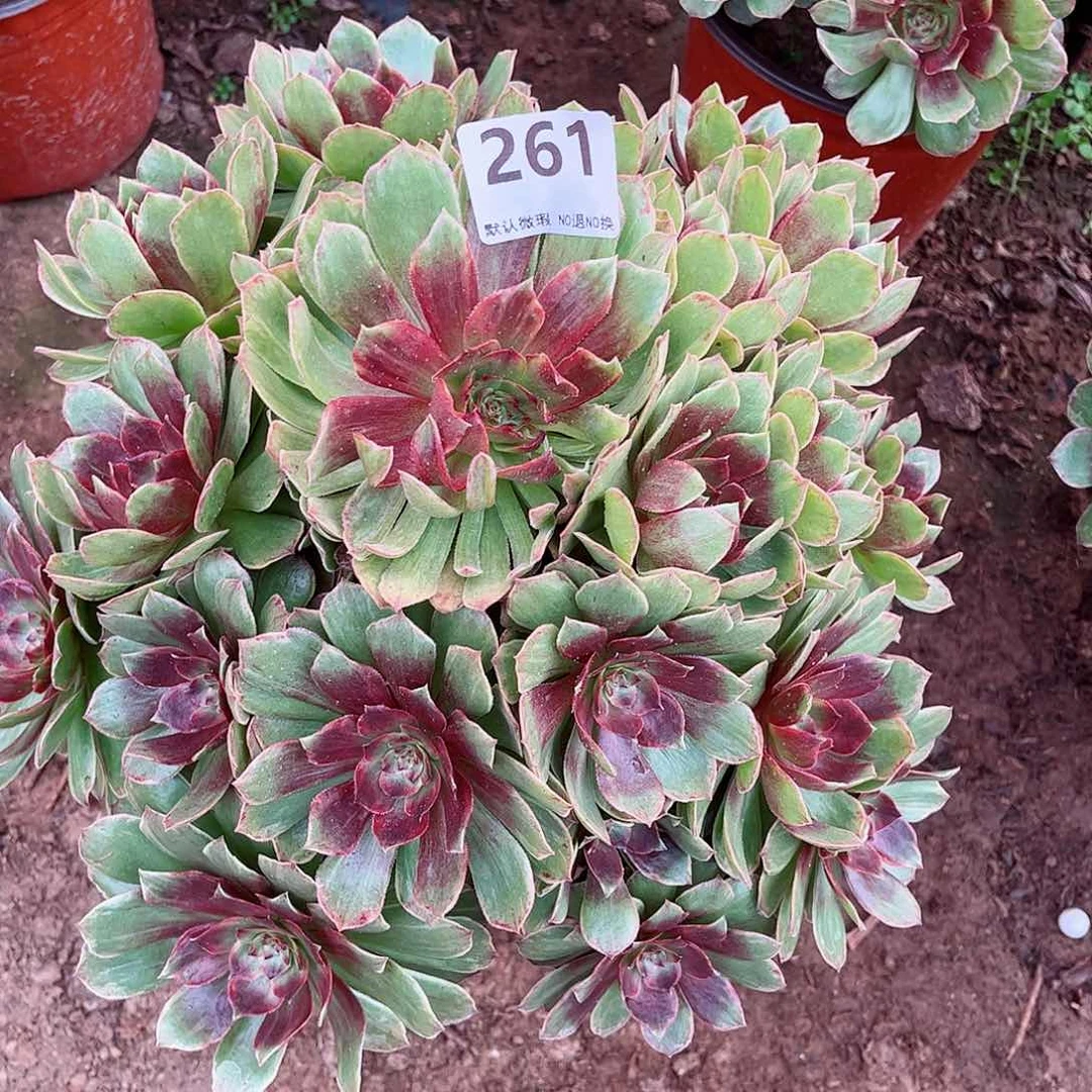 无花朵多肉植物261