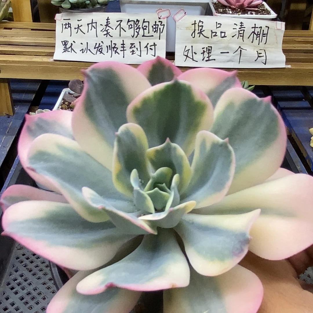 29156 玉凤锦多肉