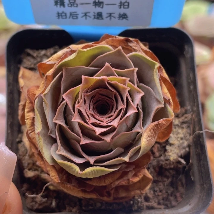 山地玫瑰258裸根发货不售后