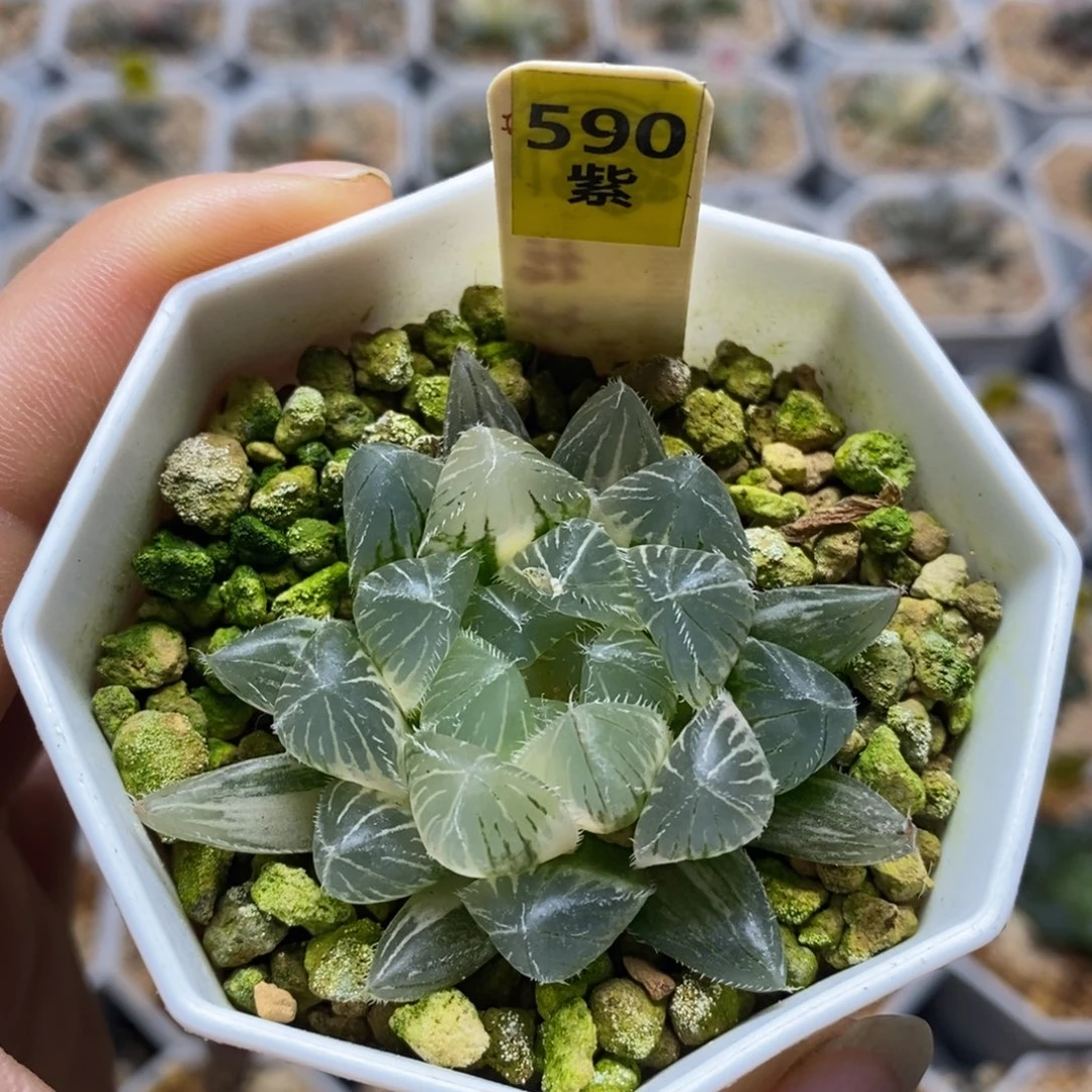 590赤线十二卷多肉植物