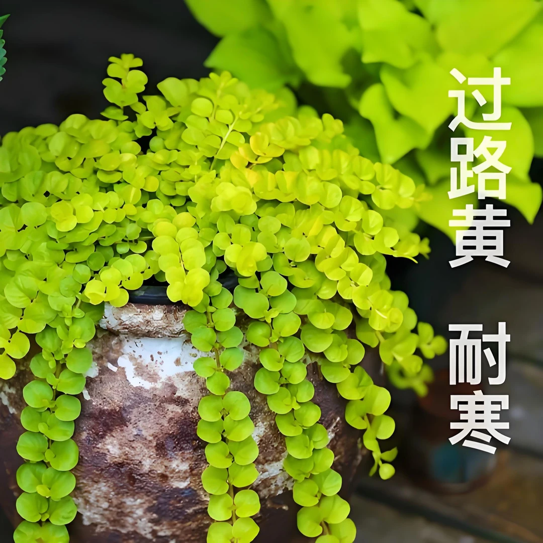 金叶过路黄盆栽黄金串地被趴地匍匐垂吊植物观叶耐寒耐热花境庭院