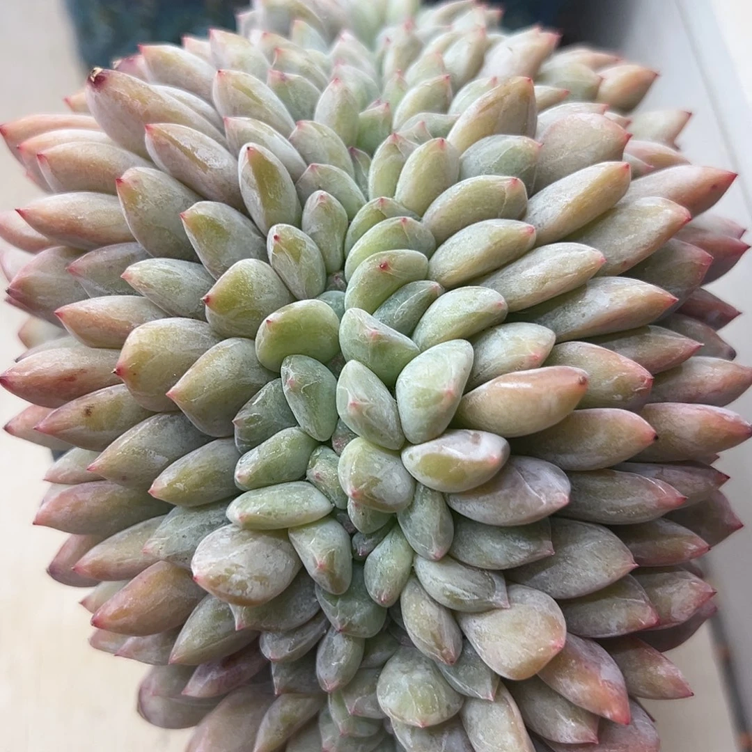 新影缀化多肉植物