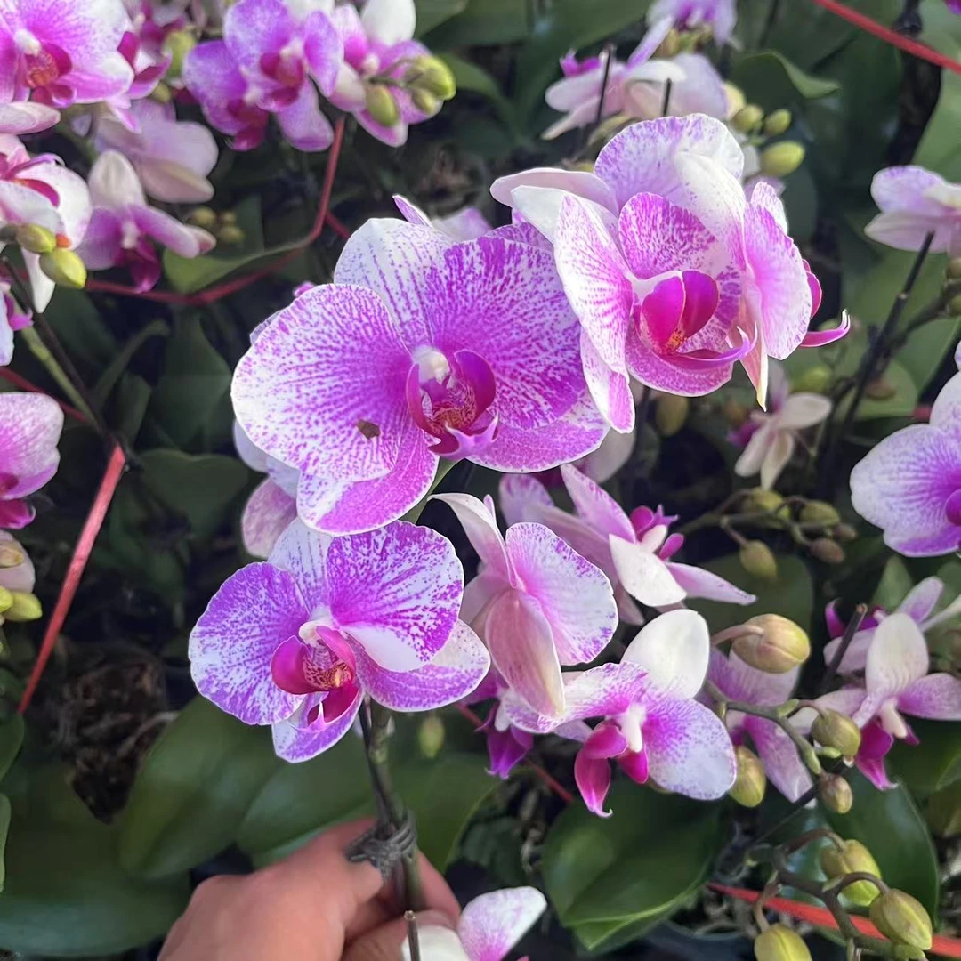 蝴蝶兰【丽莎】粉色大花带花发货 室内花花 广州基地直发