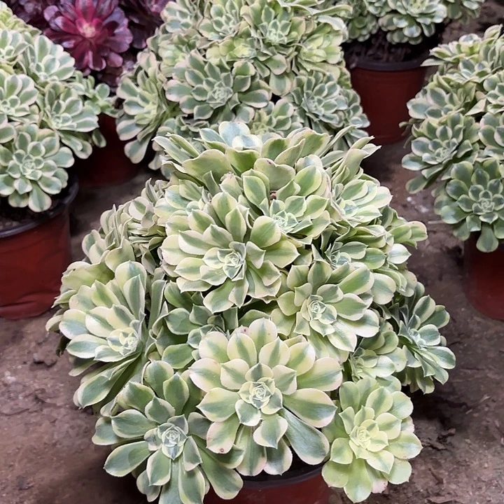 多肉植物绿豆莎49