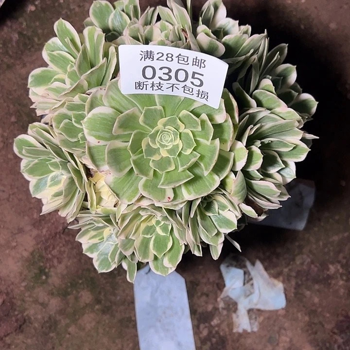 0305迈巴赫多肉植物