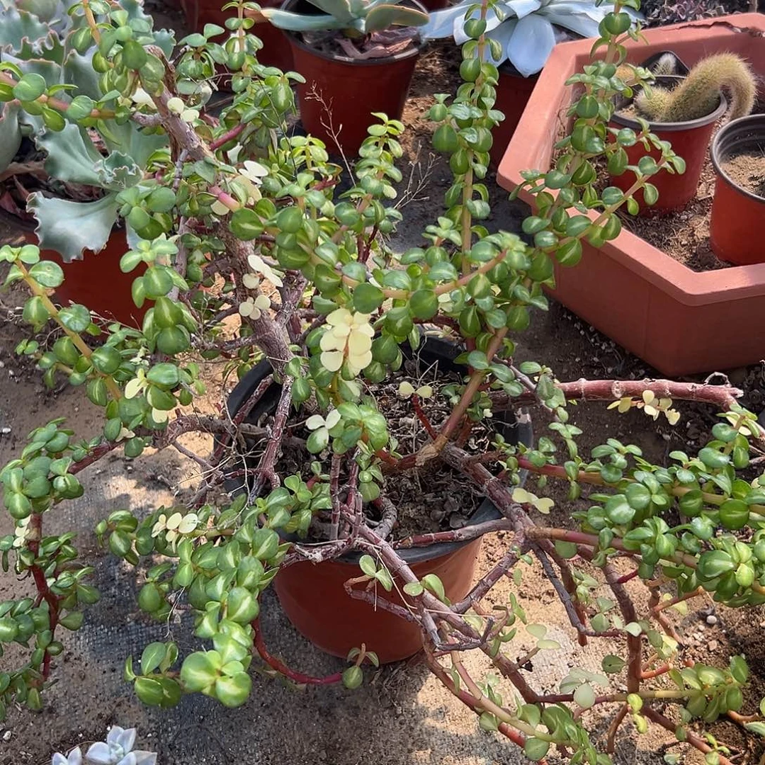 多肉植物雅乐之华