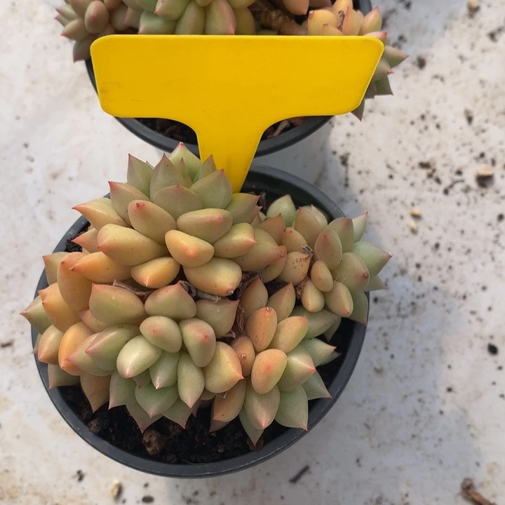 多日子黑五6272727273727