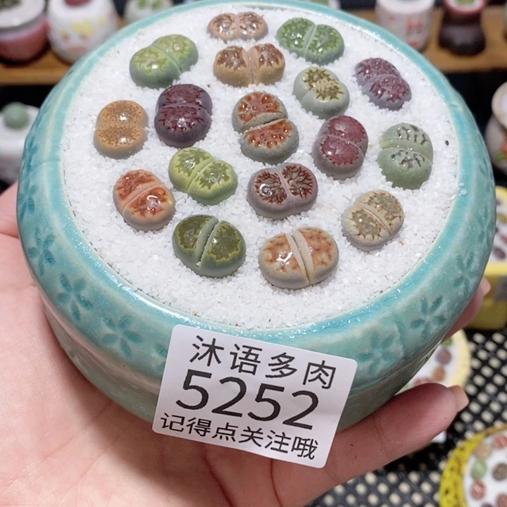 带盆土植物 一物一拍5252