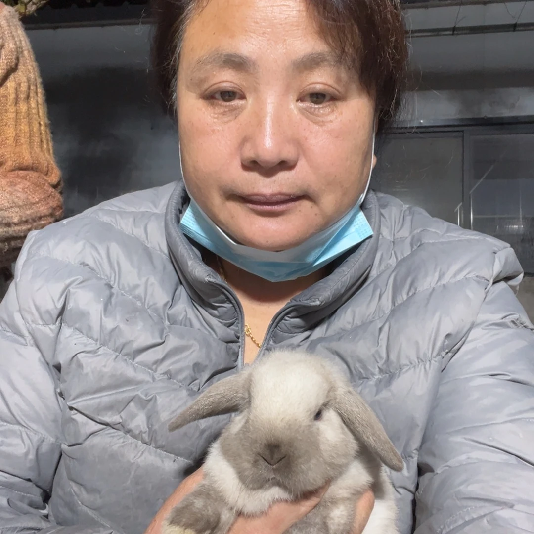 用***6双血统英系安拉兔子