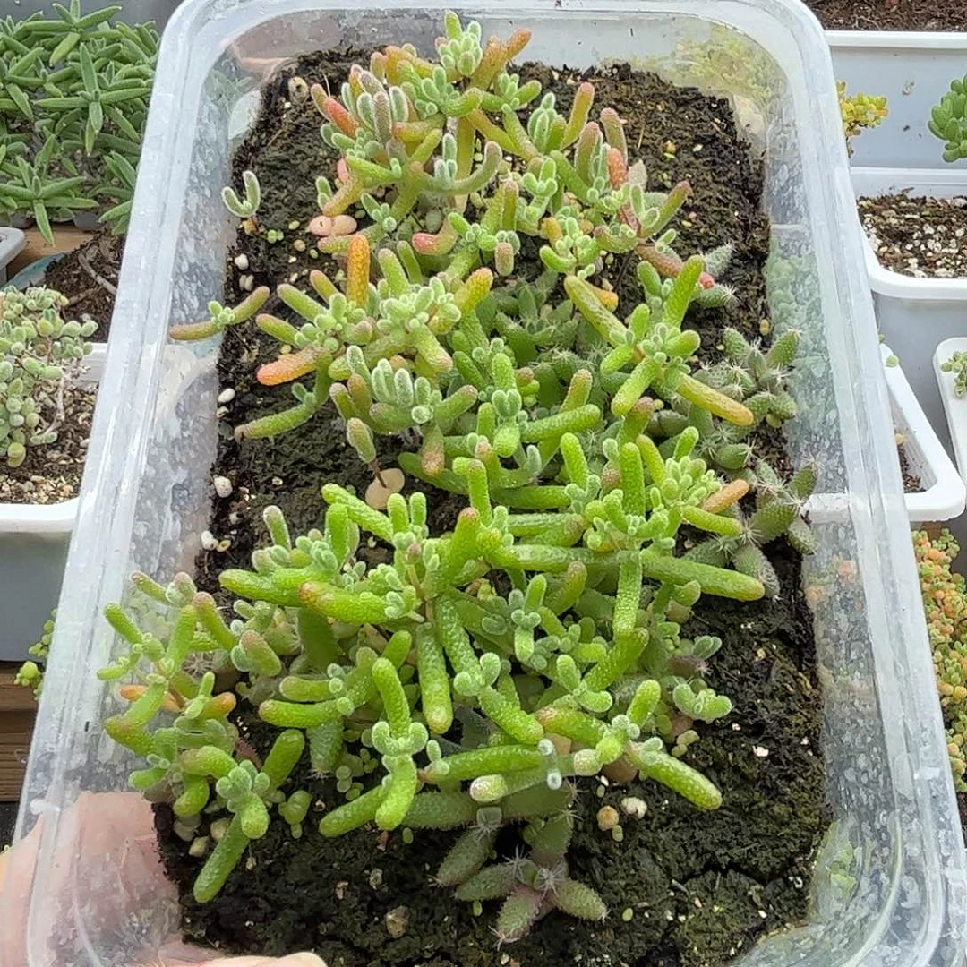 004混播切糕优选枝干