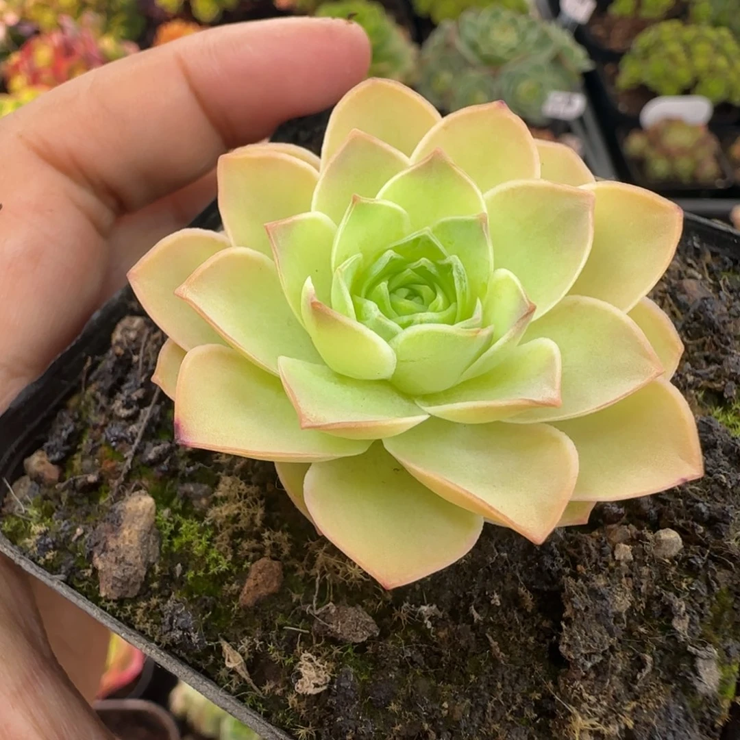 L732半城玫瑰黄帕初见不含盆土