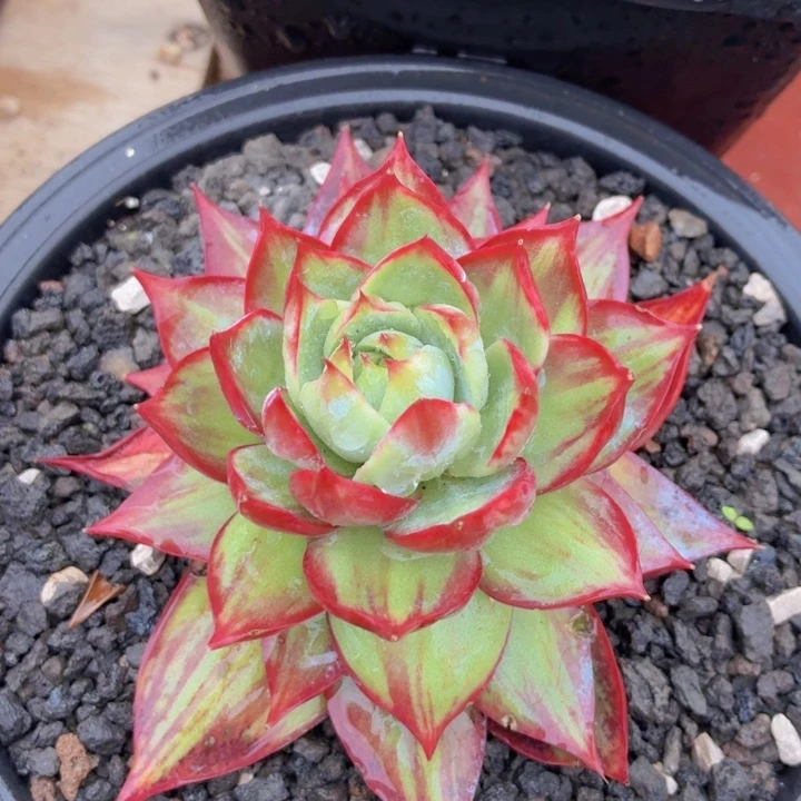 惊鸿仙子一物一拍