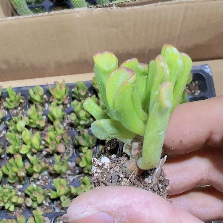 吸财树精品多肉植物