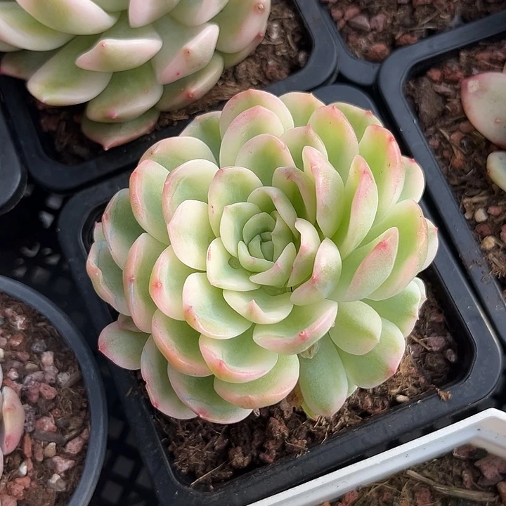 茉莉花锦大母本带崽