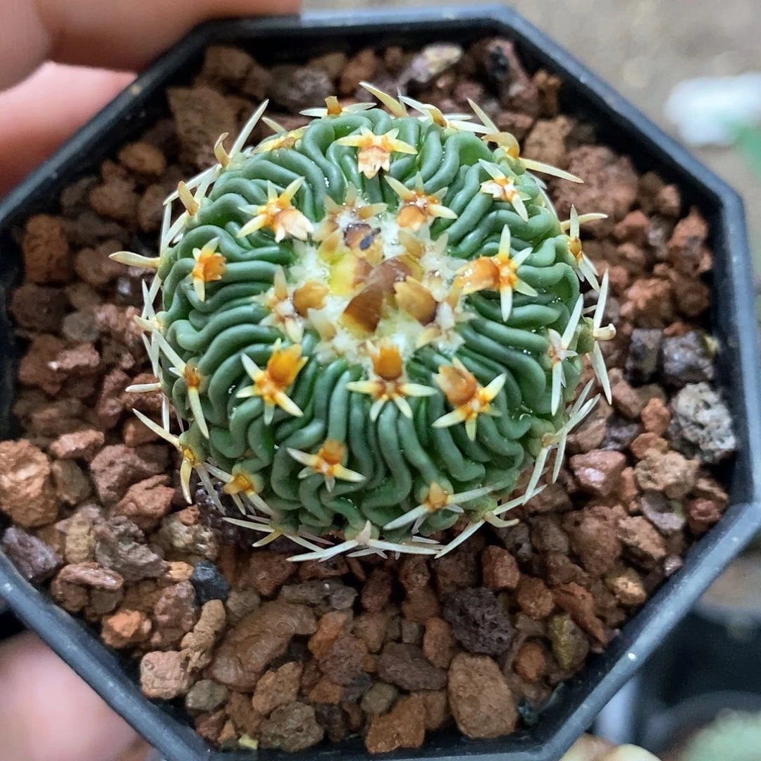 *️****孤品实生优选日系短刺太刀岚三割刺仙人球