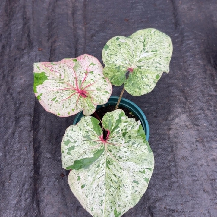 完全开放泰国彩叶芋