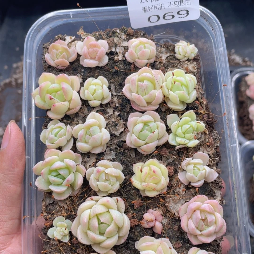 云糖心多肉植物69