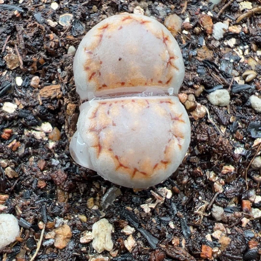 11.17好看的多肉脱土发货567