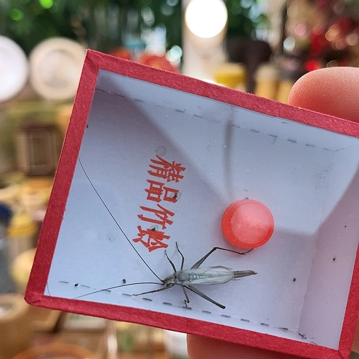两只紫竹蛉啊啊啊啊啊啊