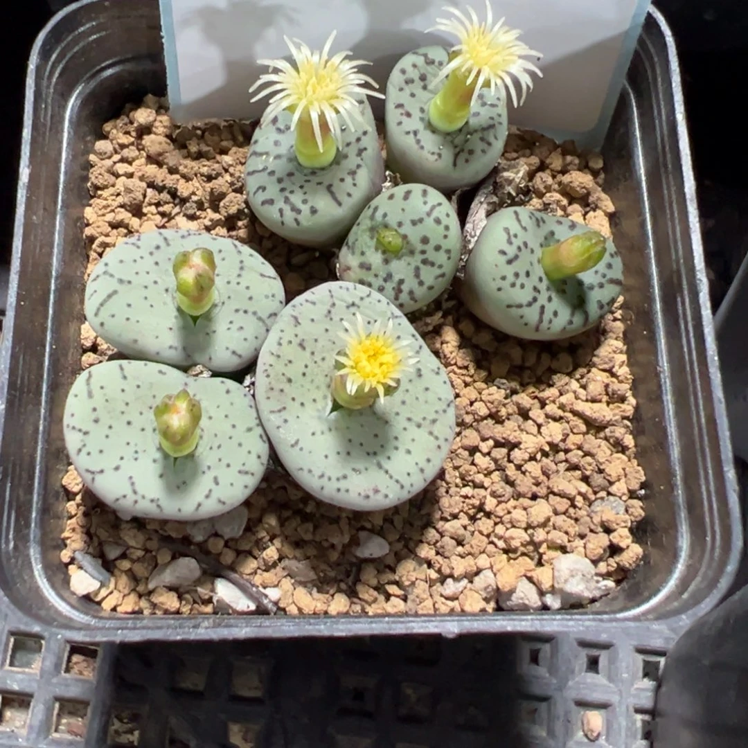 13-267肉锥多肉植物