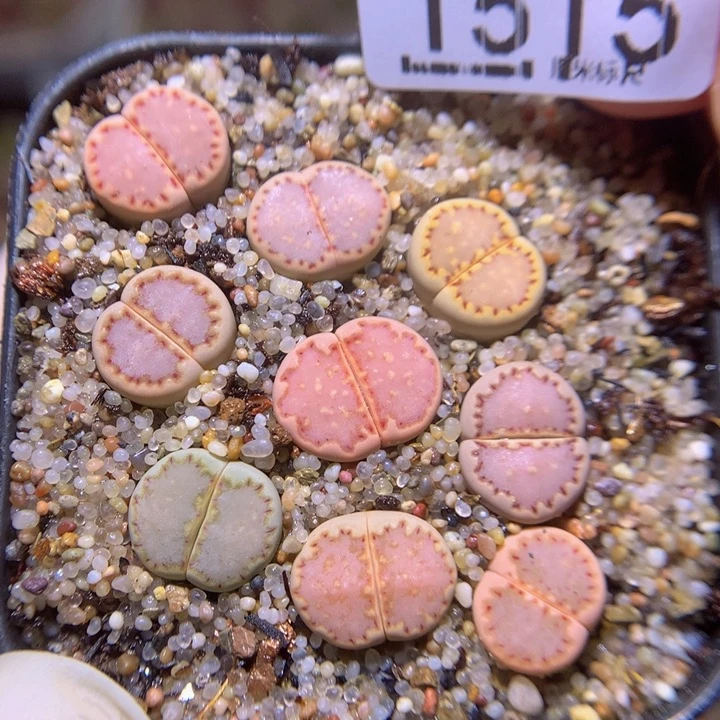 zzz精品生石花1515