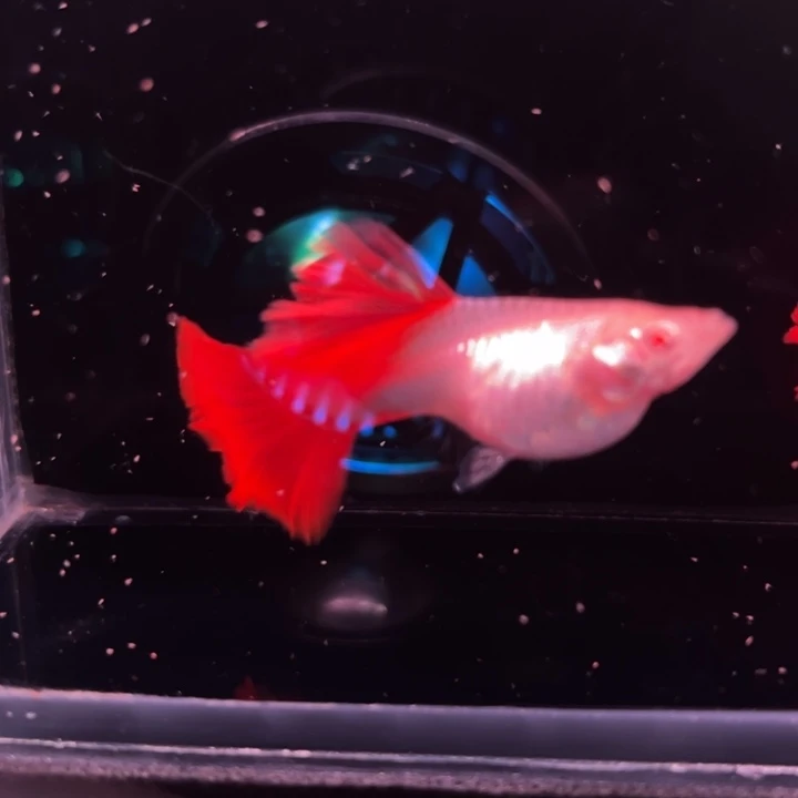 孔雀鱼红玫瑰种鱼1对