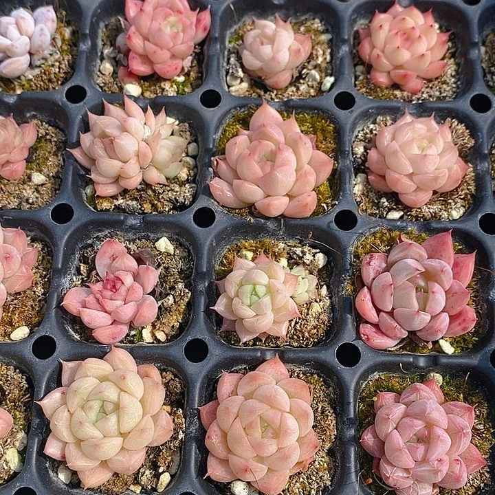 143 多肉植物盆栽花卉