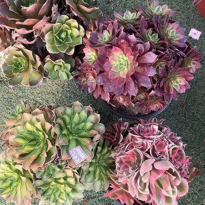 977四颗多肉植物