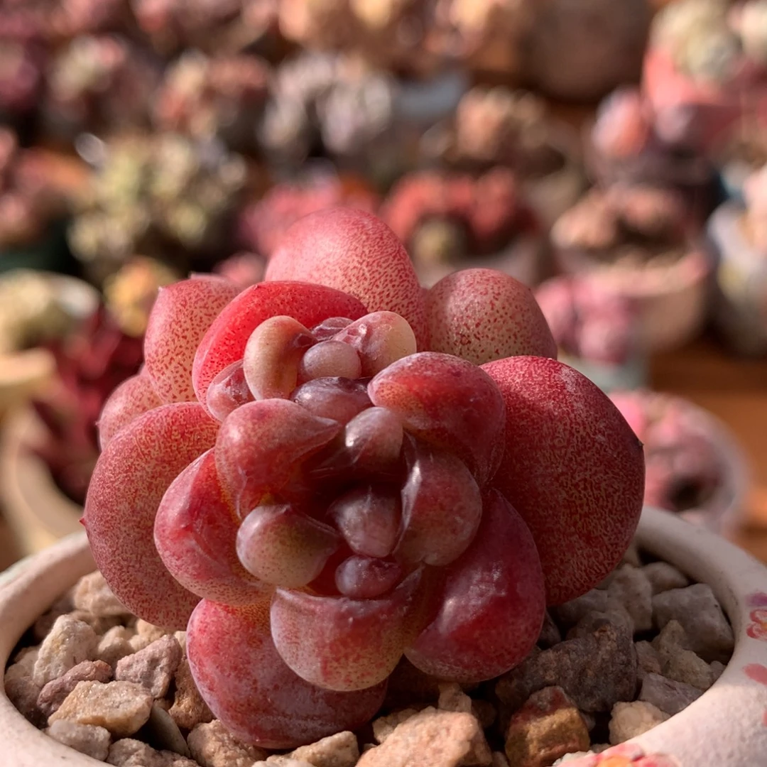 冰玉一物一拍 043