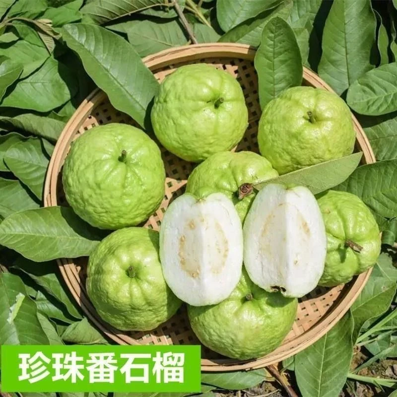 【整果】白心芭乐