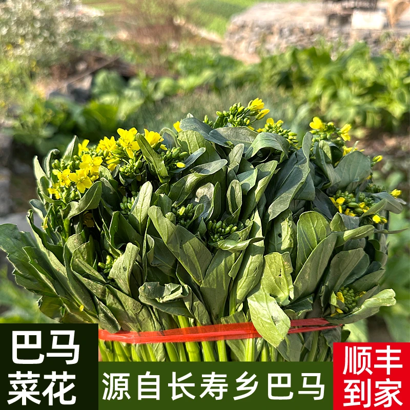 广西巴马菜心菜花新鲜现摘现发当季蔬菜