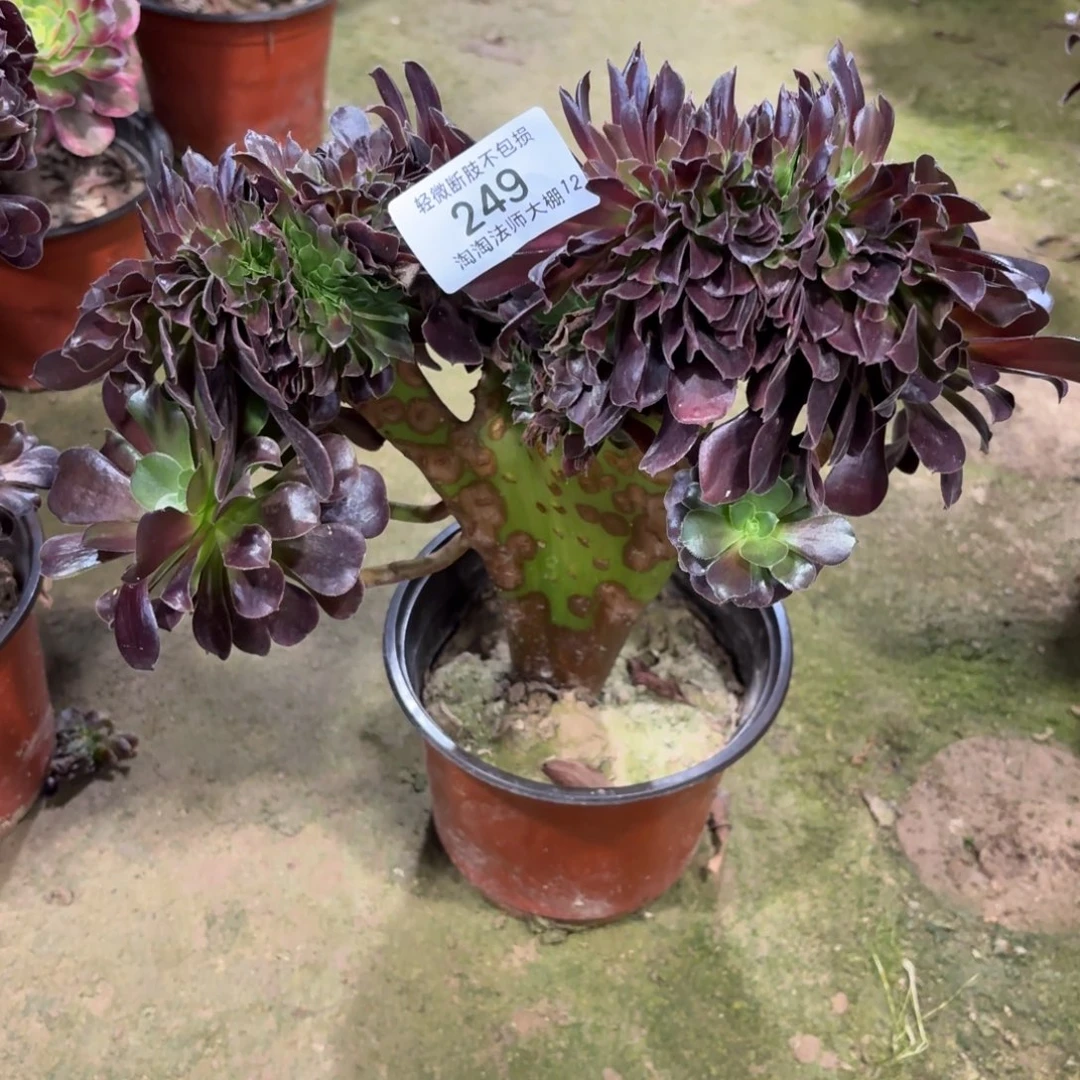 249欧紫缀化多肉植物