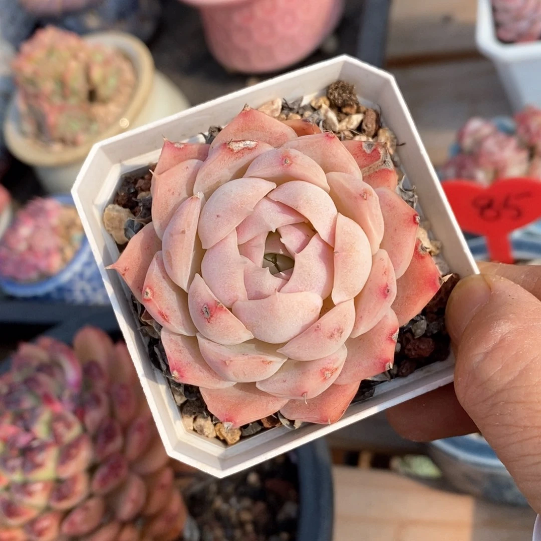 精品多肉一物一拍不包整203