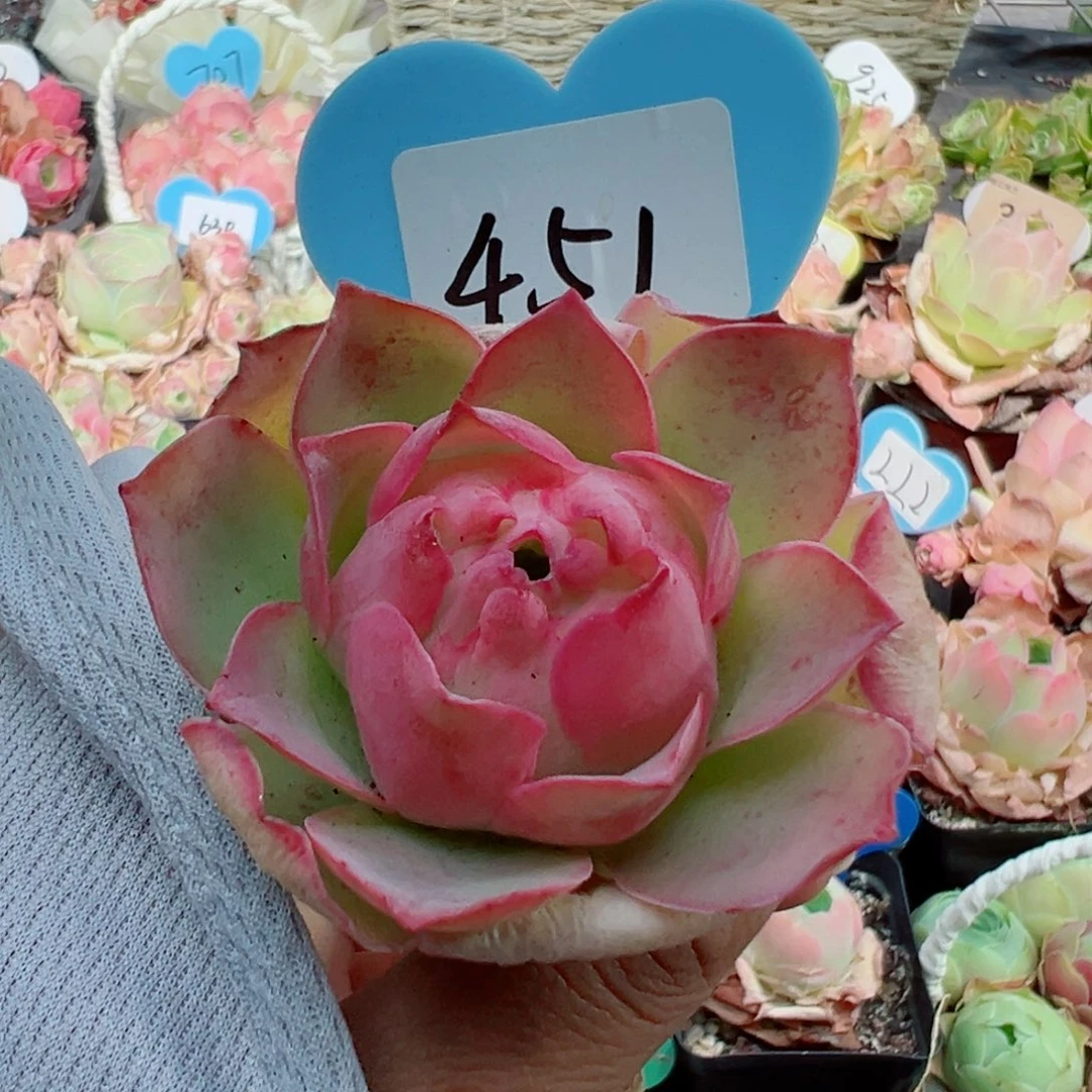 451黄帕单棵。