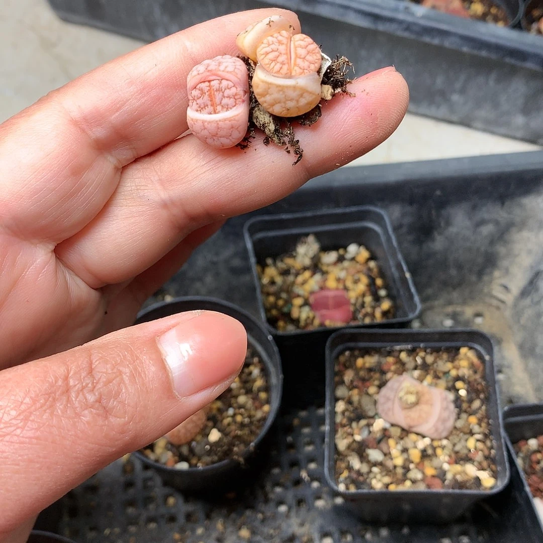 一*W579多肉植物保护研究所