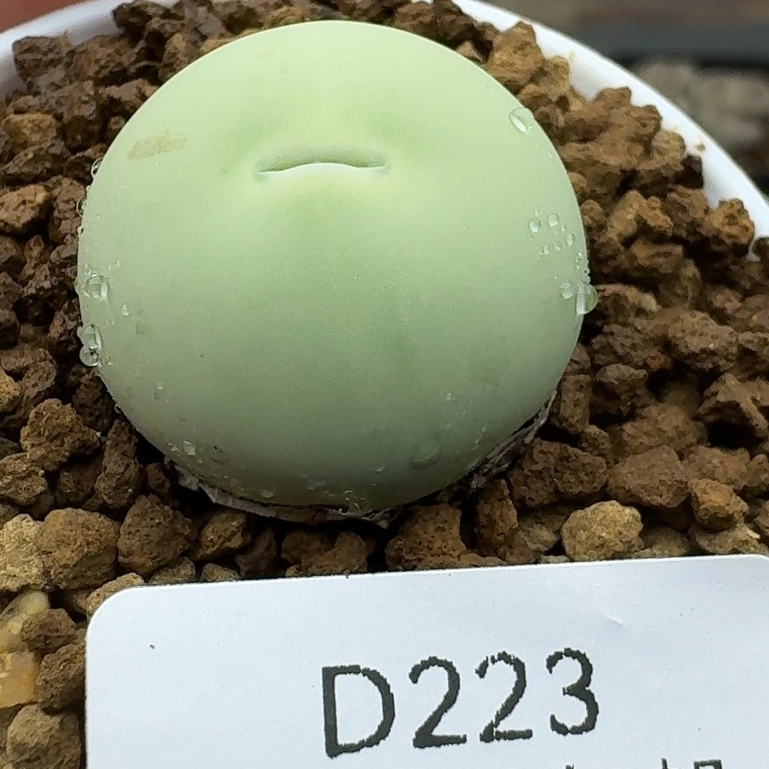 心***情223多肉哈哈哈哈哈哈
