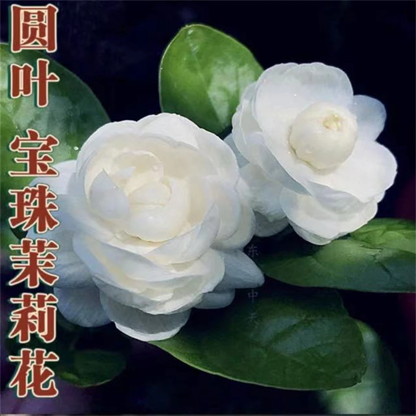 圆叶宝珠茉莉 圆叶茉莉花阳台庭院盆栽宝珠茉莉 重瓣芳香茉莉花卉