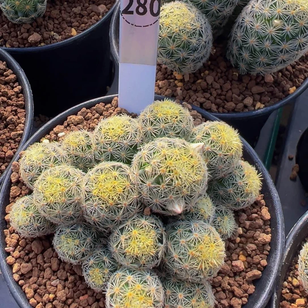 吉赛尔多肉植物带盆土280