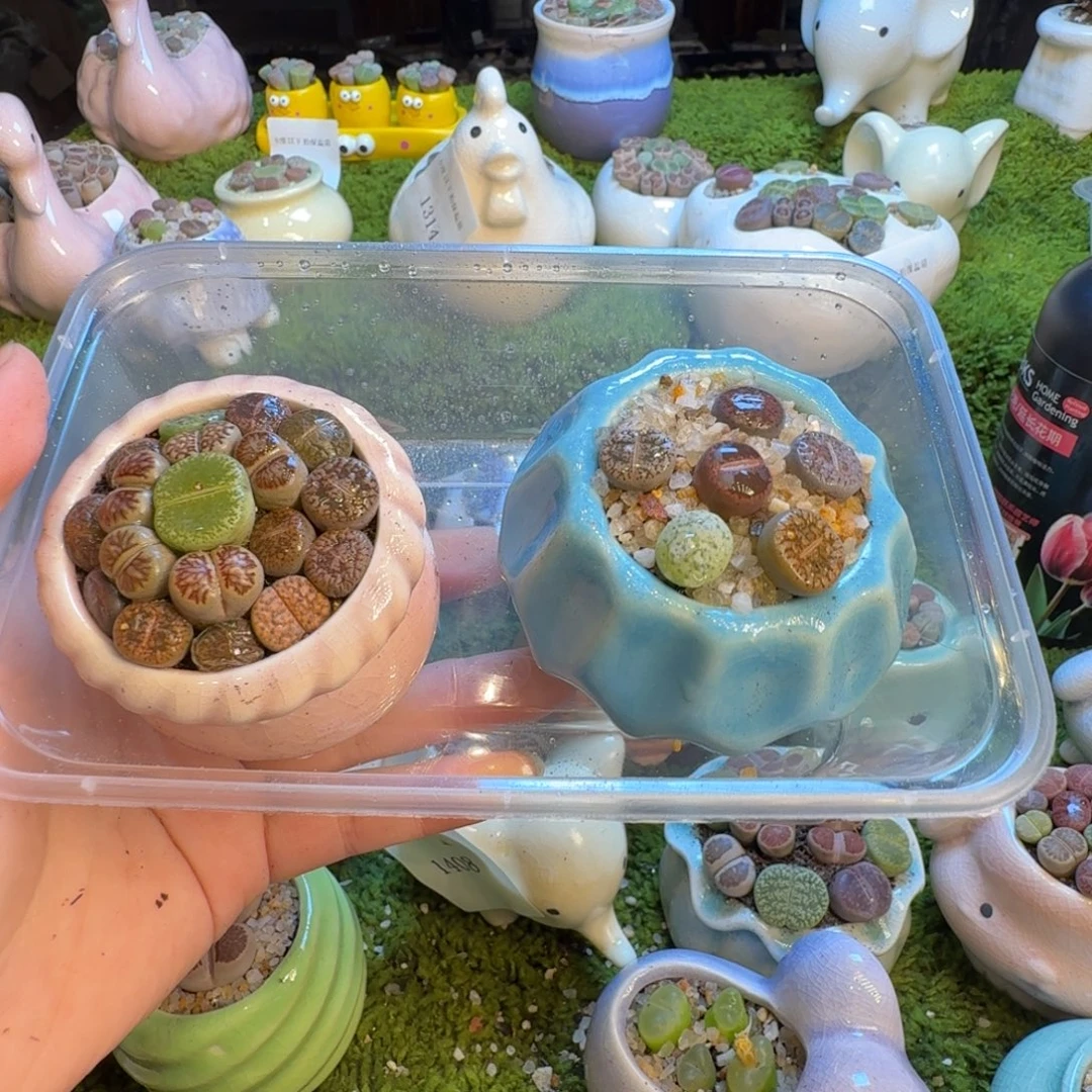 听***棠多肉植物和植物等1413