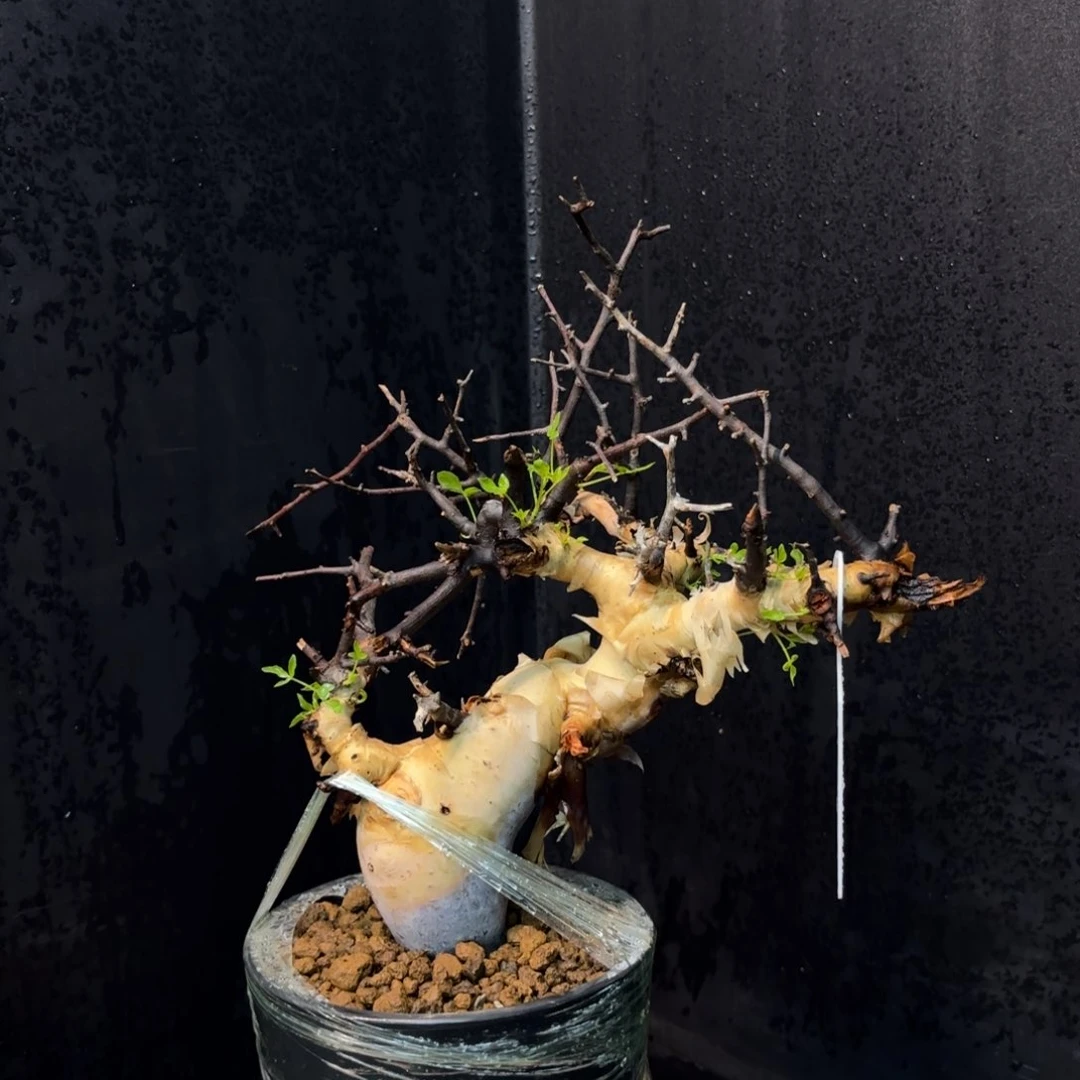 正白皮卡塔夫带盆土