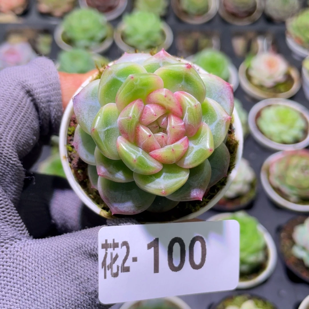 花利美  2-100珍妮