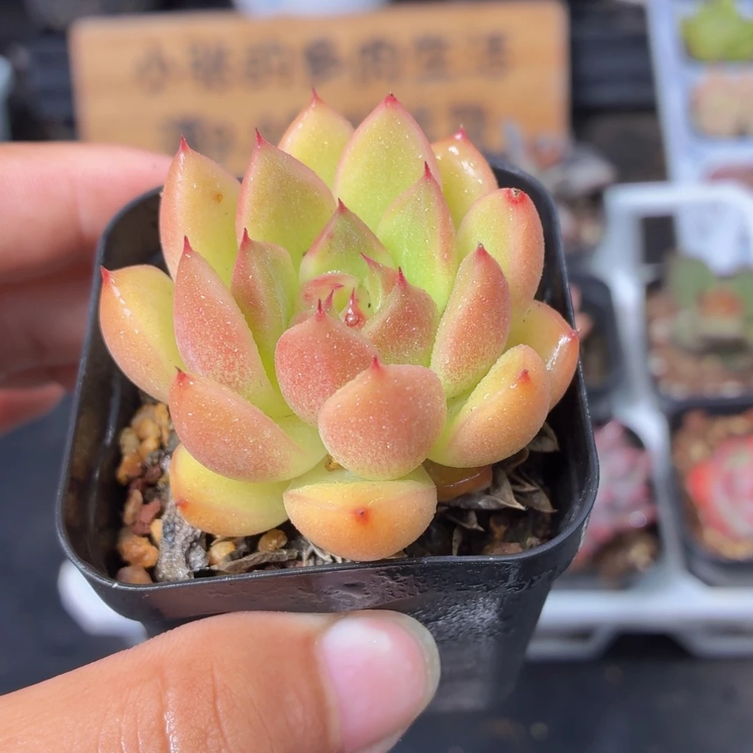 单头麦秆多肉9.9包邮发货